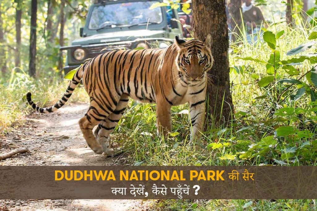 visit to dudhwa national park what to see how to reach